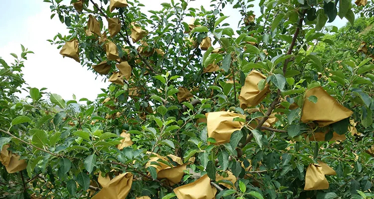 Papieren fruitbeschermingstas